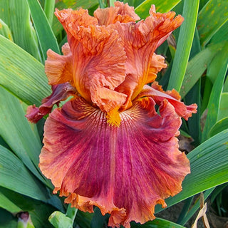 Chestnuts Roasting Bearded Iris Seeds